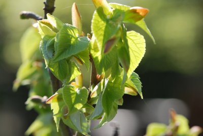 Tilia miqueliana - lípa Miquelova - jarní větévka
